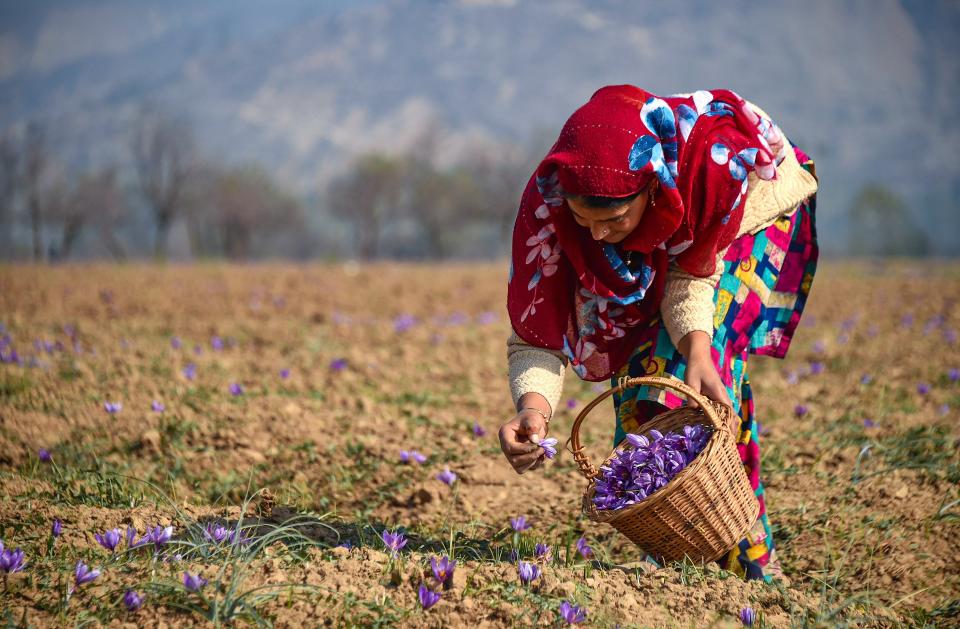 A woman plucks saffron flowers from a field at Pampore in Pulwama district of south Kashmir, Tuesday, 27 October, 2020. Farmers in the Valley are concerned at the falling yield of the saffron crop year after year with the changing climatic conditions responsible for a 50 to 60 percent decrease in the yield from the last several years