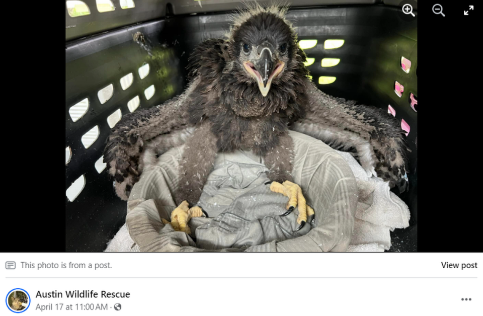 A baby bald eagle was brought to a Texas rescue after the eaglet lost its nest during a storm.