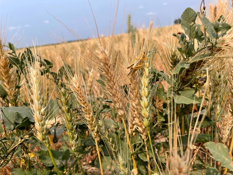 A grasshopper perches on a drought-stressed spring wheat plant near Bowdon, North Dakota