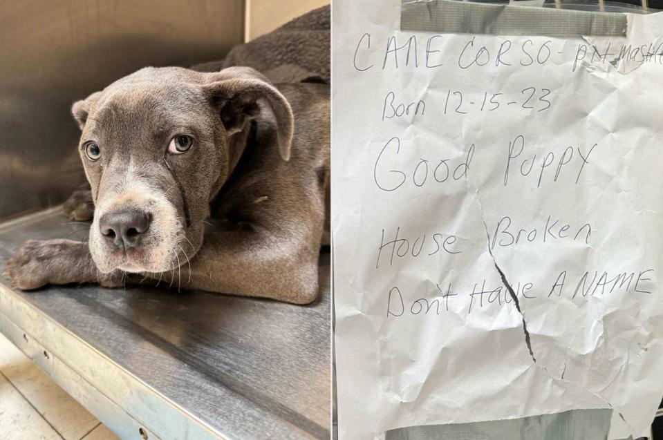 <p>Pennsylvania SPCA</p> Minerva the puppy (left) and the note she was abandoned with outside the Pennsylvania SPCA in Philadelphia 