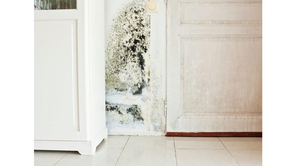 If left untreated, mould can cause serious health problems and should be reported to your landlord