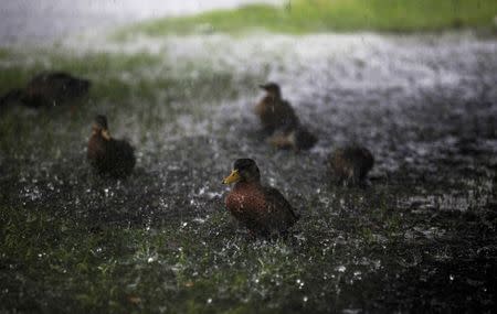 Ducks are splashed by the heavy rains of Tropical Storm Hermine as it passed through Surfside Beach, South Carolina, U.S. September 2, 2016. REUTERS/Randall Hill