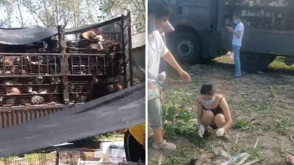 Left - A truck filled with cages containing cats and dogs. Right - a woman in a mask squats over the body of a dead dog.