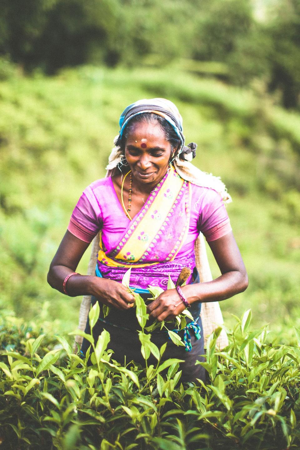 Learn about the origins of Sri Lanka's tea industry, and where it's going next, from the the hilltop town of Kandy to the forests of Hatton and the urban adventure of Colombo.