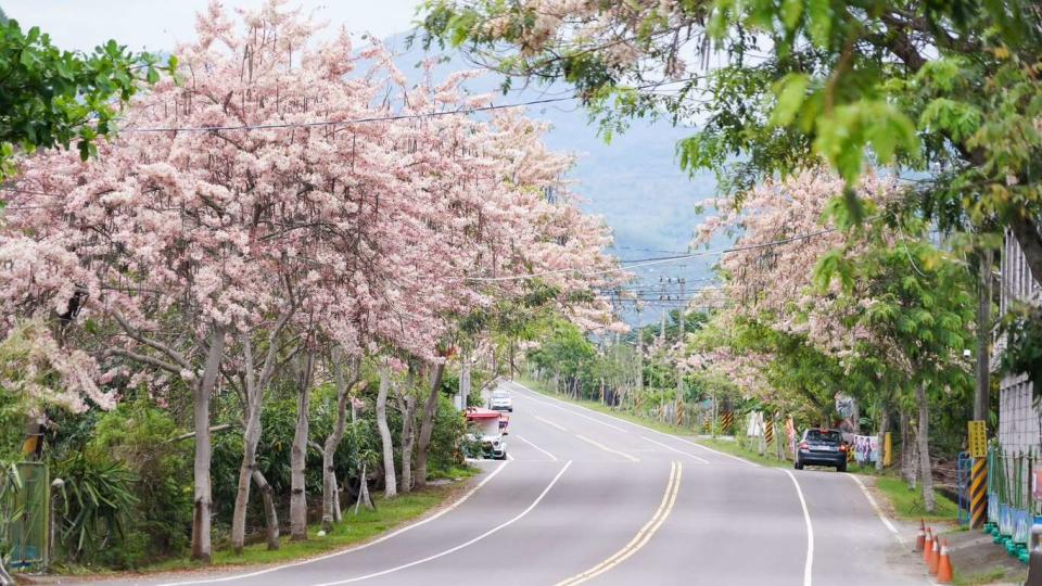 花旗木（圖片來源：高雄旅遊網）