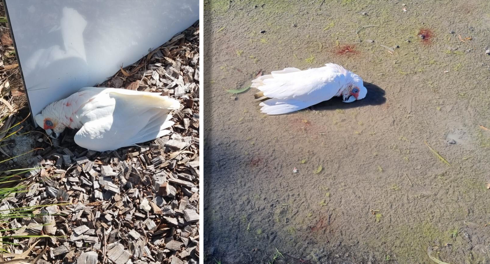 Two images of dead corellas on the ground.