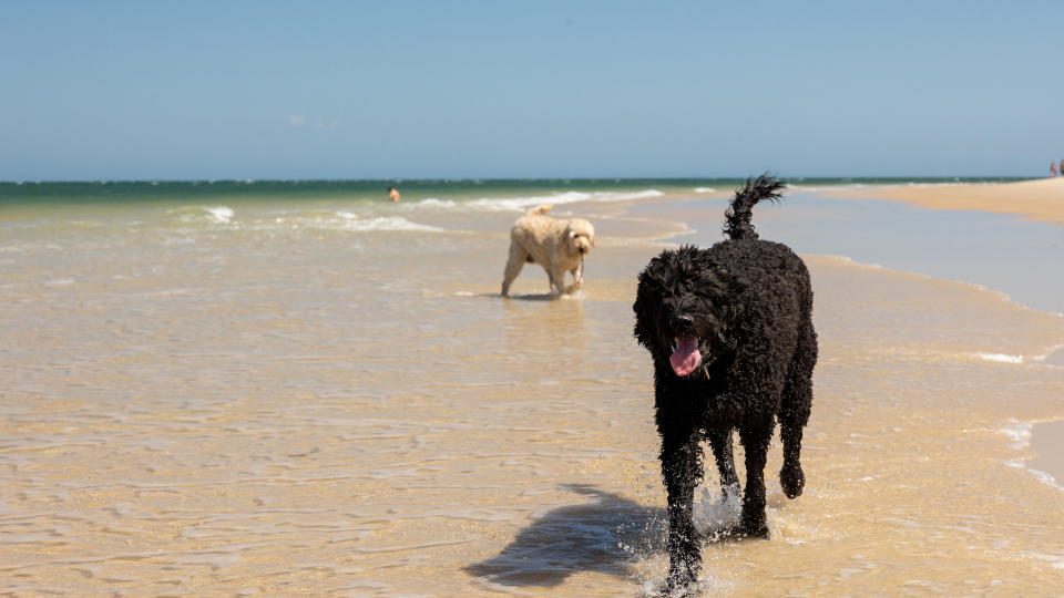 2 Portuguese water dogs on beach