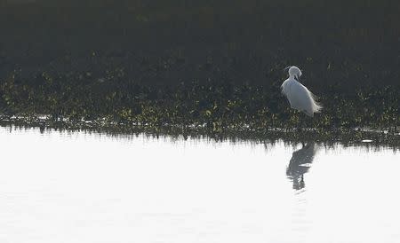 A Lesser Egret is reflected in a saltwater marsh wildlife habitat on Wallasea island, in Essex, March 13, 2014. REUTERS/Andrew Winning