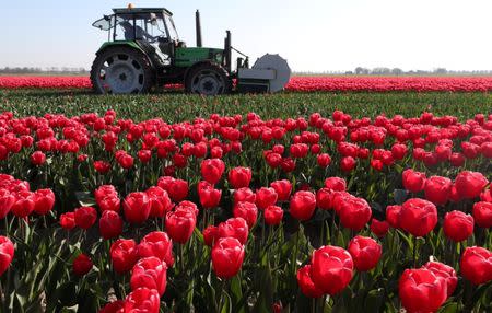 A farmer cuts tulips on a field near the city of Creil, Netherlands April 19, 2019. REUTERS/Yves Herman