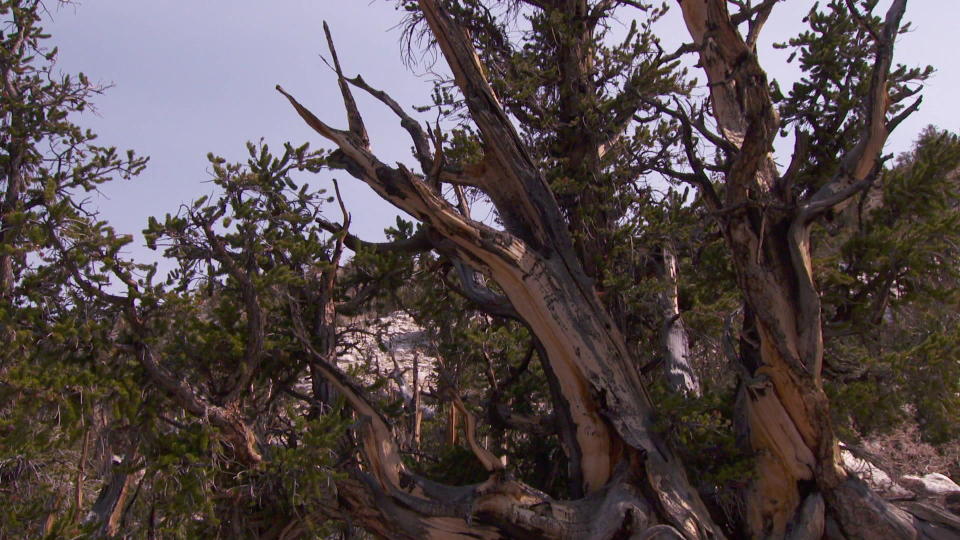 This bristlecone pine, named 