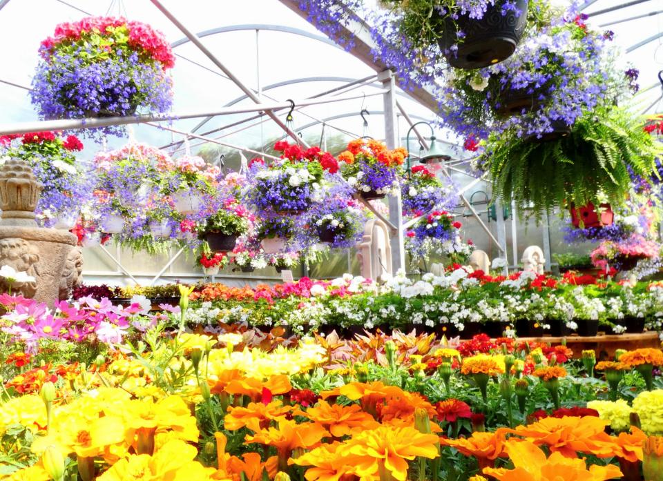 Mother's Day is always a busy day for greenhouses and florists, including Willo'dell Nursery where hanging baskets are a popular choice.