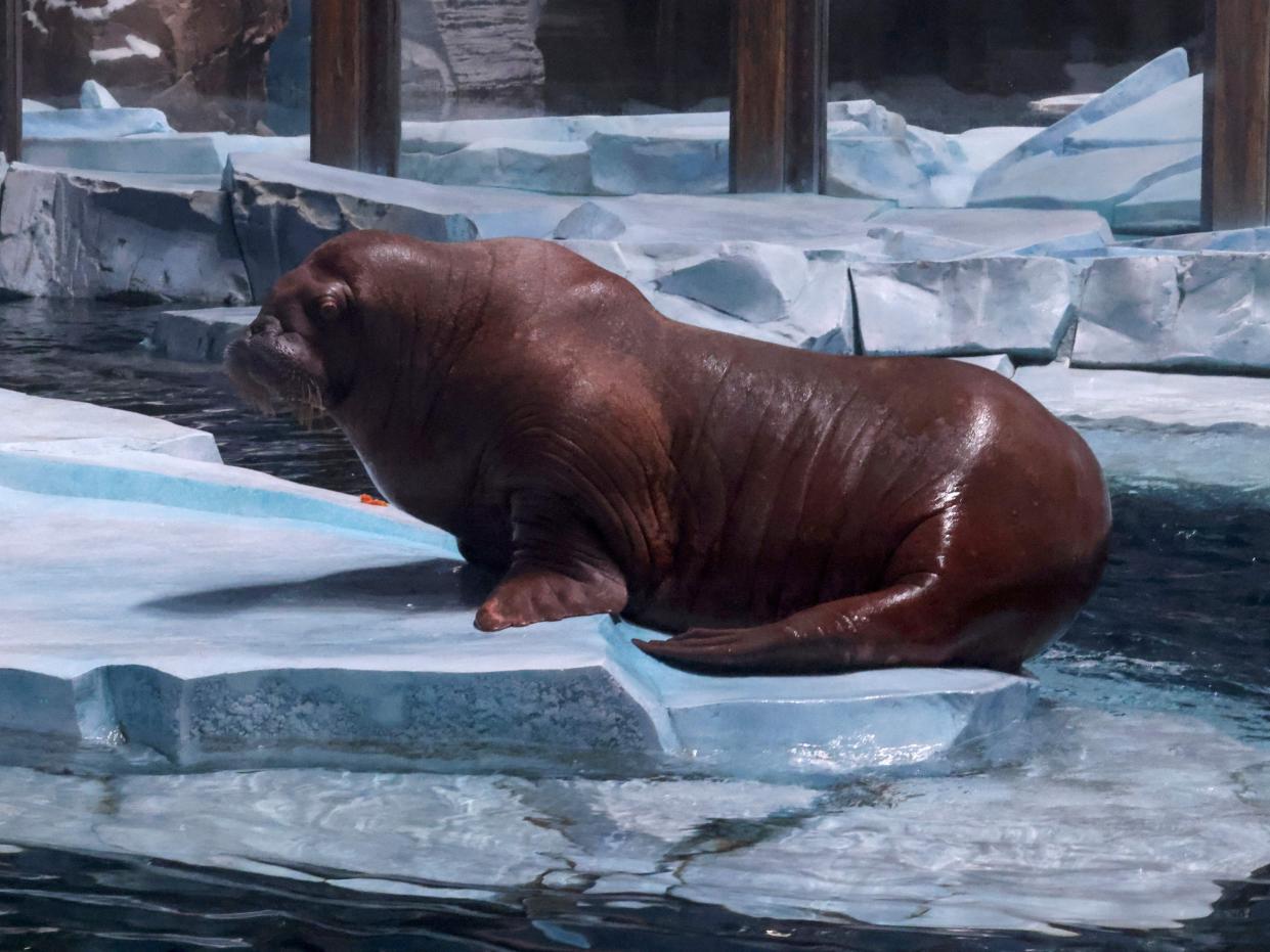 A brown walrus sits on an ice platform