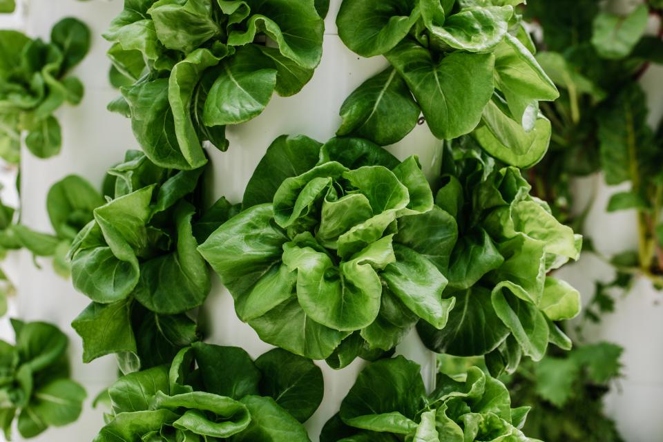 Head of lettuce on growing on a vertical tower.