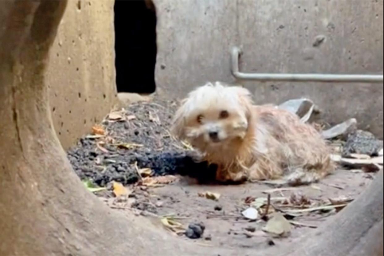 a little dog stuck in an urban tunnel right before being rescued