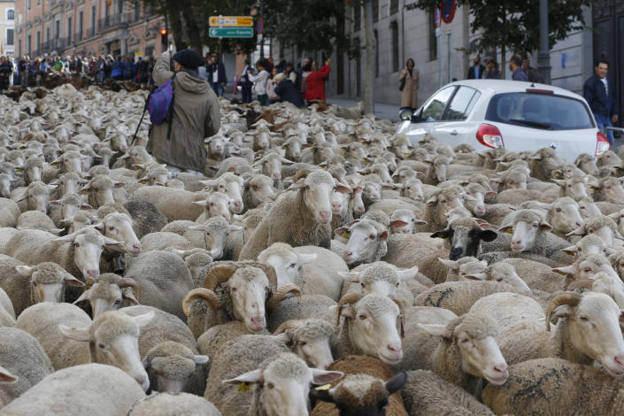A shepherd tries to guide a flock of sheep that turned around as it was driven through central Madrid, Spain, Oct. 21, 2018. Shepherds guided sheep through the Madrid streets in defense of ancient grazing and migration rights increasingly threatened by urban sprawl and modern agricultural practices. (Photo: Paul White/AP)