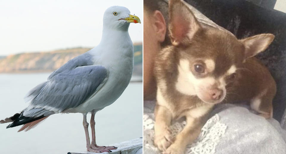 A seagull swooped and lifted Gizmo the chihuahua (Pictures: PA)