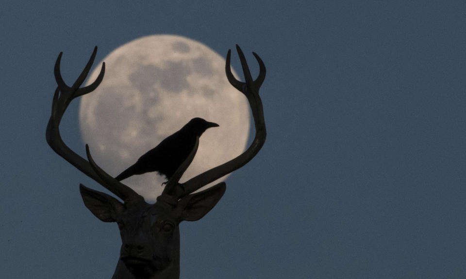 18 February 2019, Baden-Wuerttemberg, Stuttgart: A crow sits on the golden stag of the sculptor Ludwig Habich on the roof of the art building at the Schlo'platz in front of the almost full moon.