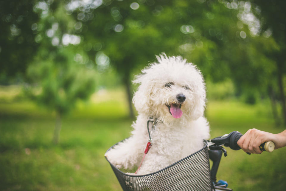 A Bichon Frise sitting in the basket of a bicycle