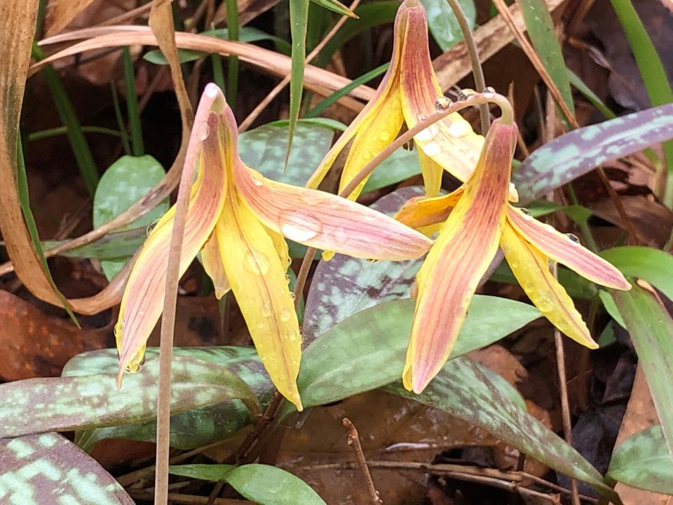 Trout lilies bloom in February at Wolf Creek Trout Lily Preserve near Cairo, Georgia.