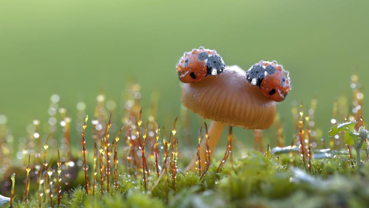 ladybug meaning two ladybugs on a mushroom