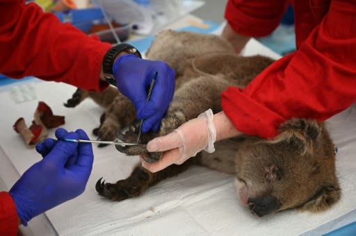 An injured koala is treated for burns by a vet at the Kangaroo Island Wildlife Park