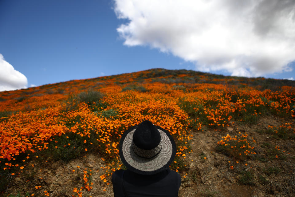 A woman views a super bloom of wild poppies blanketing the hills of Walker Canyon&nbsp; near Lake Elsinore, California.