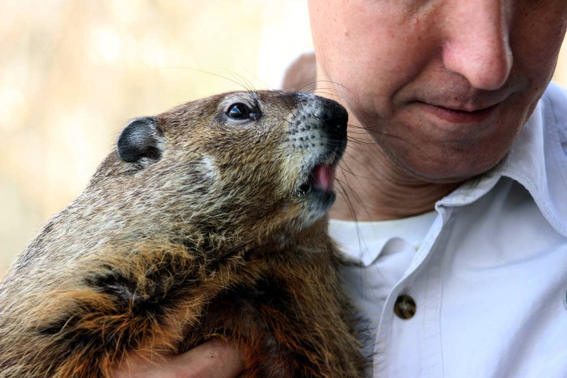 Snerd, the groundhog, with handler, Vinny Mammone, at Garner’s White Deer Park Tuesday, Feb. 2, 2016.