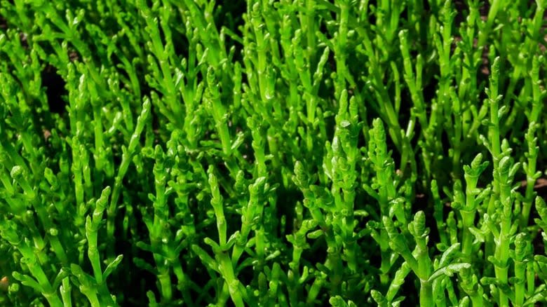 Vibrant green Salicornia growing