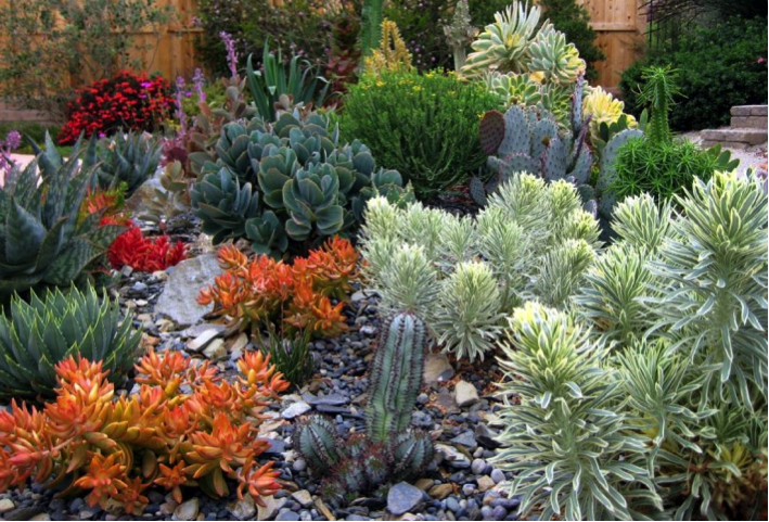 Garden Trend No. 5: Wild about Succulents