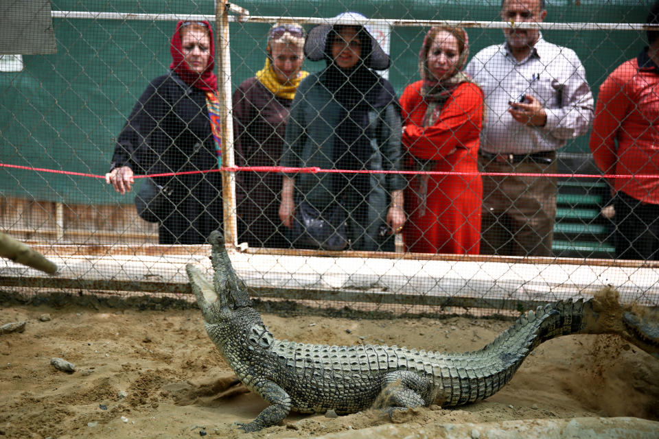 In this Tuesday, April 22, 2014 photo, tourists watch a crocodile at a breeding farm on the southern Persian Gulf island, Qeshm in Iran. Crocodile farming isn’t the most obvious business opportunity in Iran. The wide-jawed reptiles aren’t native to the country, their meat can’t legally be served at home and they don’t have the friendliest reputation. (AP Photo/Ebrahim Noroozi)
