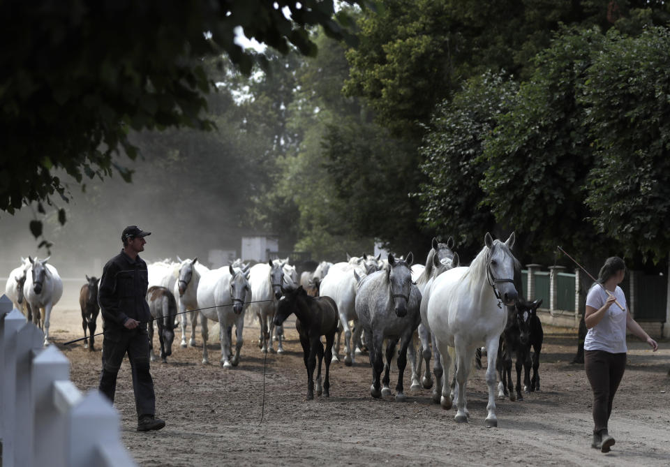 In this photo taken on Thursday, July 11, 2019, a herd of horses are led to their stables at a stud farm in Kladruby nad Labem, Czech Republic. UNESCO this month added a Czech stud farm to its World Heritage List, acknowledging the significance of a horse breeding and training tradition that has survived centuries. Founded 440 years ago to breed and train ceremonial horses to serve at the emperor’s court, the National stud farm and its surrounding landscape have kept its original purpose since. (AP Photo/Petr David Josek)