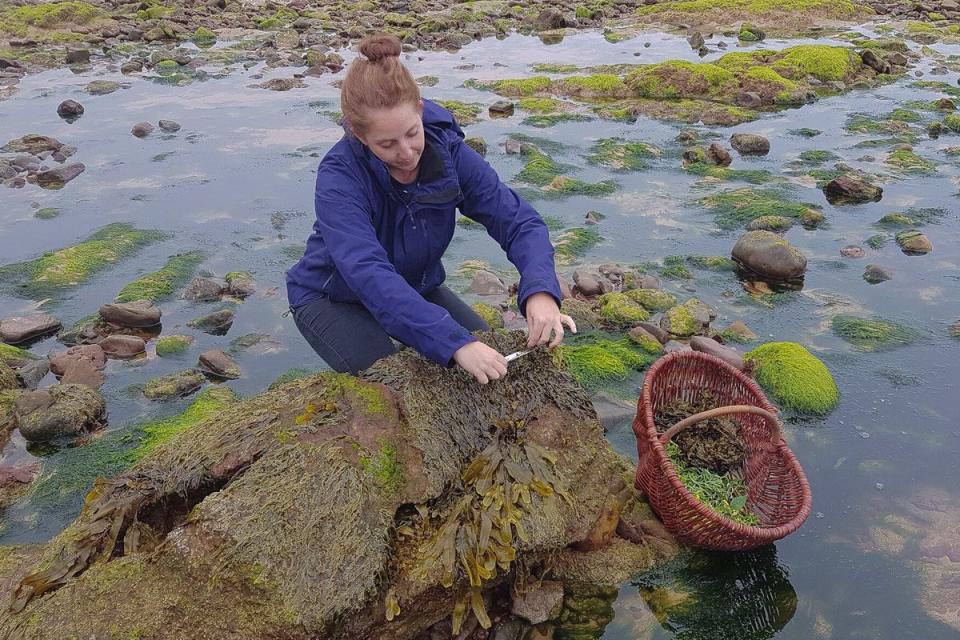 10) Forage for a seven-course dinner in Pembrokeshire