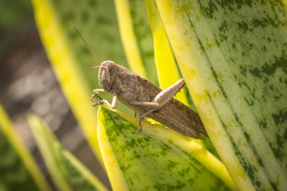 Beautiful grasshopper on the grass in summer (macro)