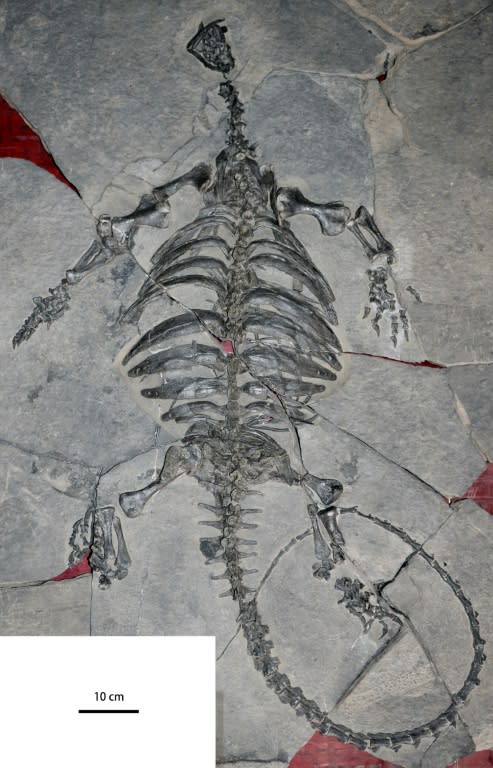 the fossil skeleton of Eoorhynchochelys sinensis was found in Guizhou province, China