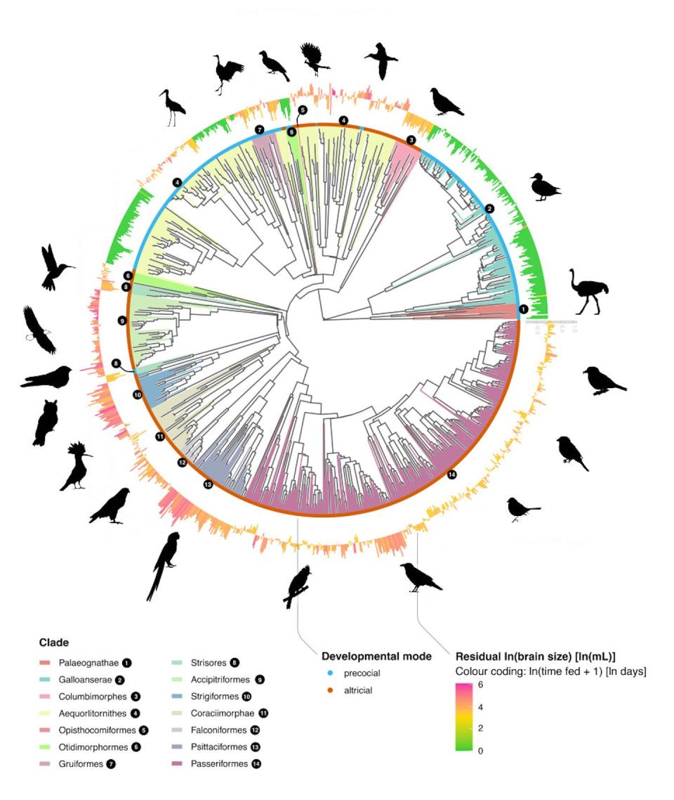 Distribution of brain size across 1,176 bird species. (Michael Griesser and Szymon M. Drobniak), Author provided