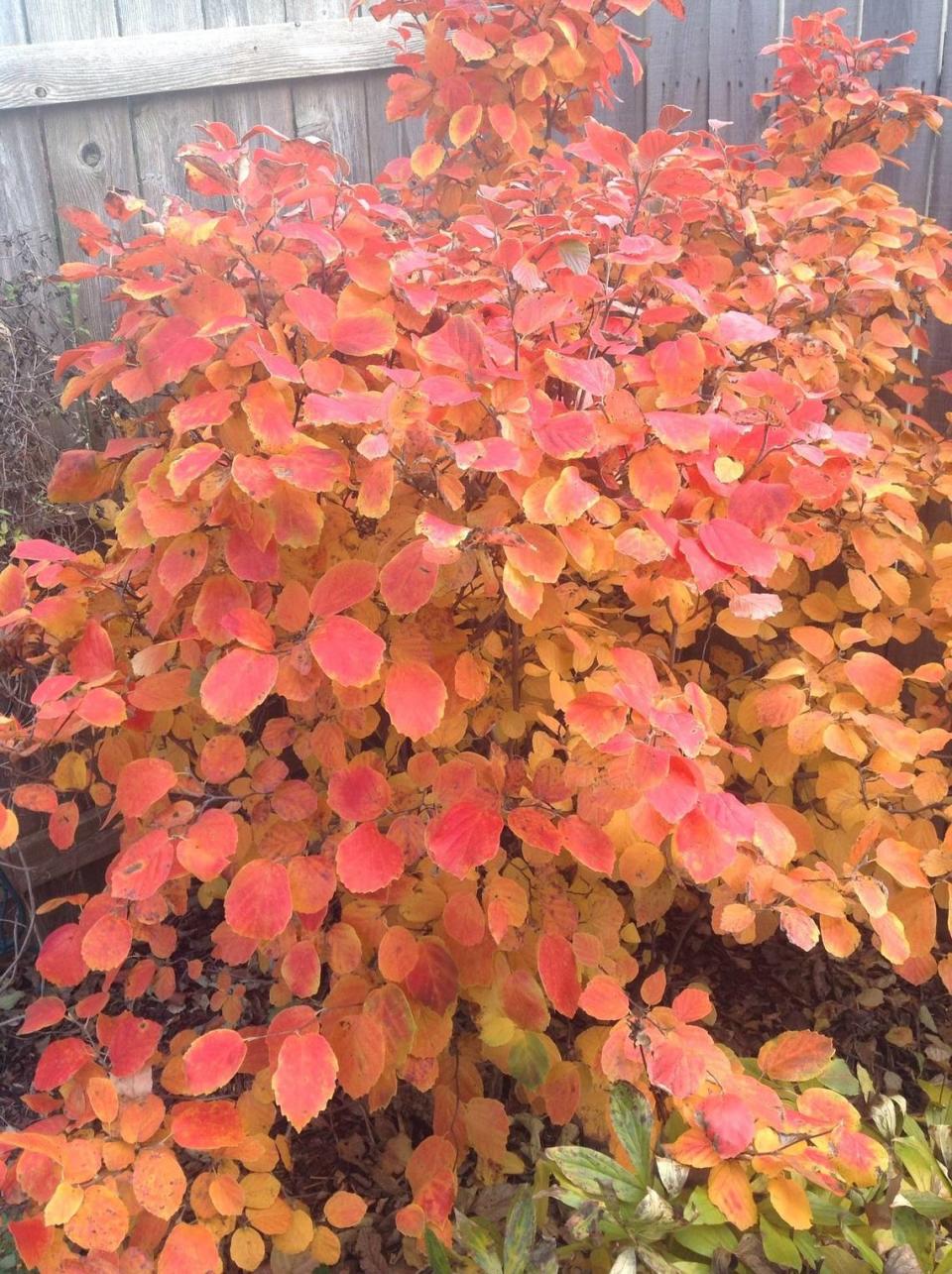Fothergilla is another non-native species coveted for its autumn show.