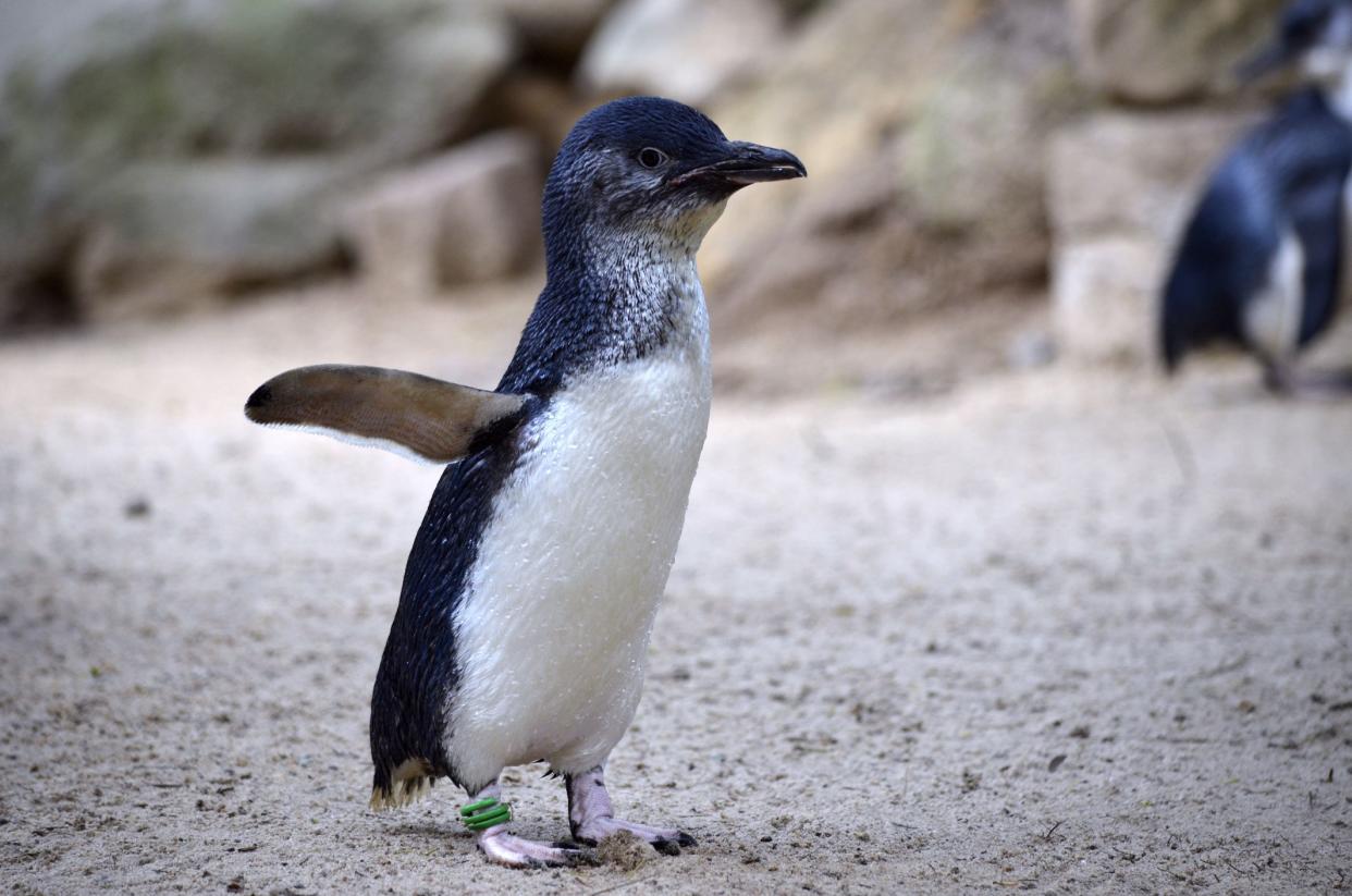 the fairy penguin is flapping its little wings