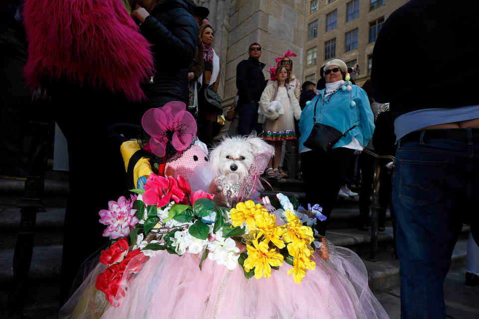 A dog in a baby carriage during the 2023 New York City Easter Bonnet Parade in New York City, on April 9, 2023