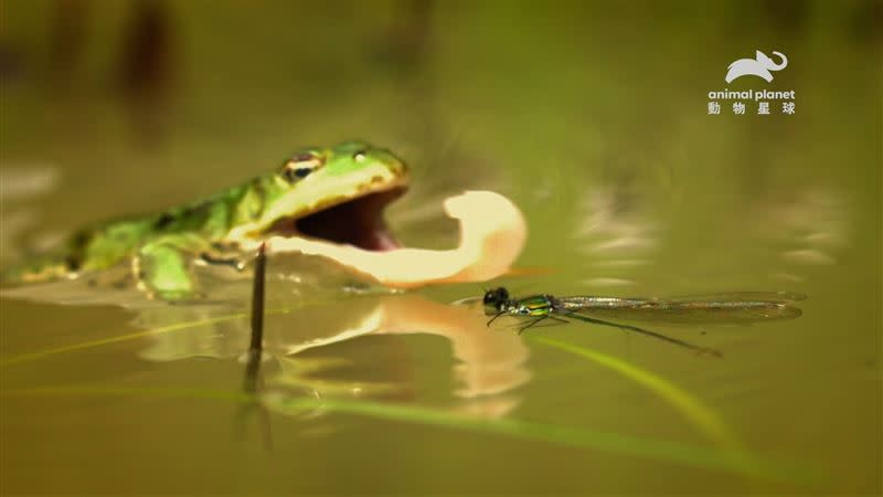 青蛙舌頭的移動速度極快，蜻蜓即使擅長空中雜技也難逃一劫。（圖／動物星球頻道提供）