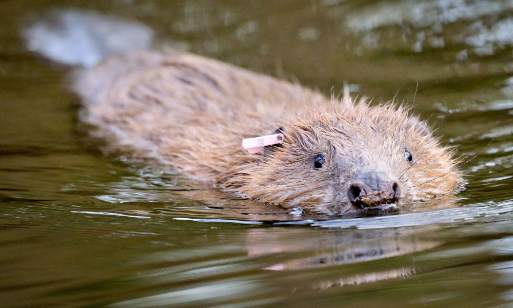 <span>Photograph: Ben Birchall/PA</span>