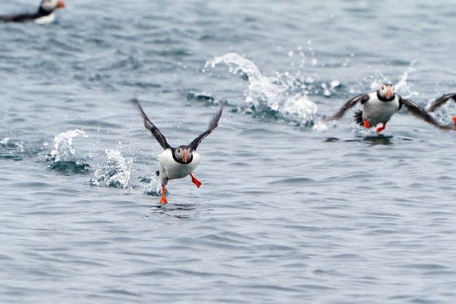 Farne Islands puffin census