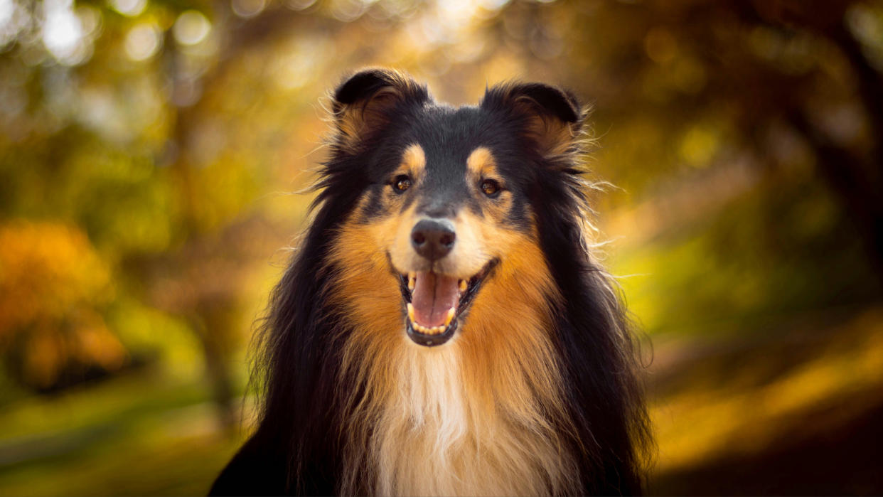 Shetland Sheepdog