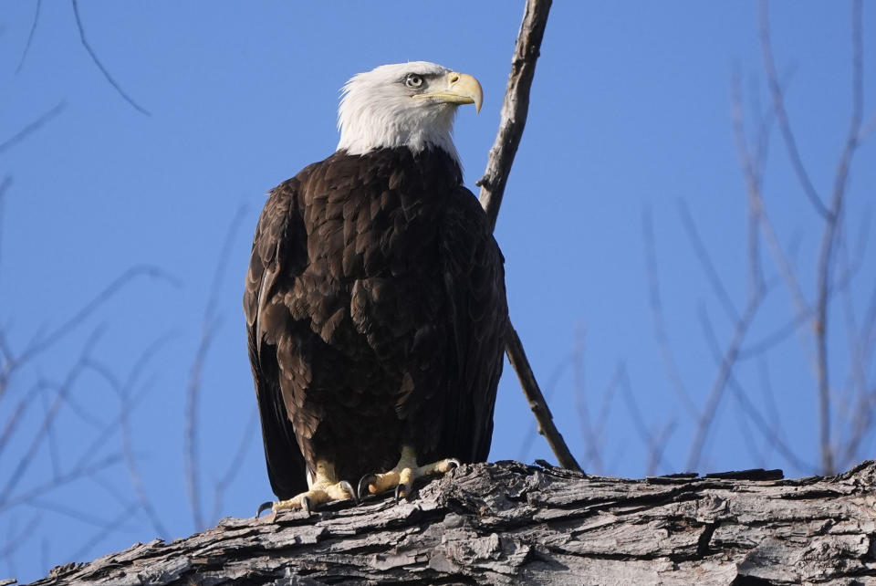 A rehabbed bald eagle, treated by the LSU School of Veterinary Medicine's Wildlife Hospital, and released with the ceremonial help of LSU head football coach Brian Kelly, sits in a tree along the Mississippi River in Baton Rouge, La., Friday, Feb. 2, 2024. Radiographs showed she had a left coracoid fracture. The coracoid bone is important for birds because it helps them with flight. Faculty, staff, and students at LSU Vet Med provided her with pain relief and cage rest, and is now fully flighted. (AP Photo/Gerald Herbert)