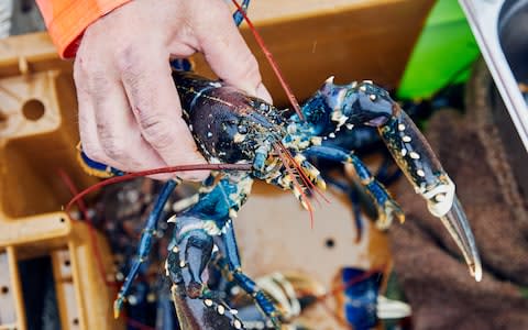 freshly-caught lobster at National Lobster Hatchery in nearby Padstow. - Credit: Emli Bendixen