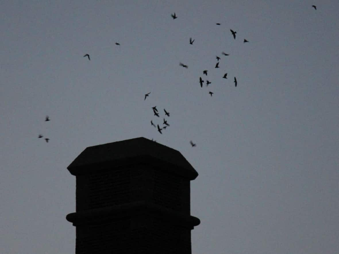 Swifts circle a chimney in London, Ont. The threatened birds can be spotted around old unlined chimneys on their migration journey just before and after sunset.  (Submitted by David Wake - image credit)