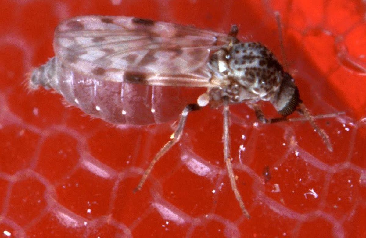 El virus Oropouche se transmite principalmente por mosquitos (Culicoides paraensis)
