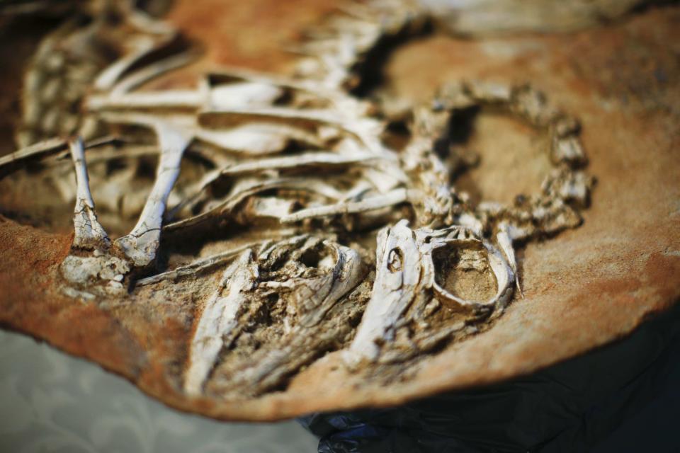 The heads of two Gallimimus dinosaur skeletons are on display during a repatriation ceremony at the United States Attorney's Office of Southern District in New York July 10, 2014. U.S. authorities on Thursday agreed to ship the remains of 18 dinosaurs back to Mongolia after finding the smuggled fossils during a criminal investigation. The dinosaur remains, all between 68 million and 80 million years old, were looted from sites in the Gobi desert. REUTERS/Eduardo Munoz (UNITED STATES - Tags: CRIME LAW SCIENCE TECHNOLOGY POLITICS ANIMALS SOCIETY)