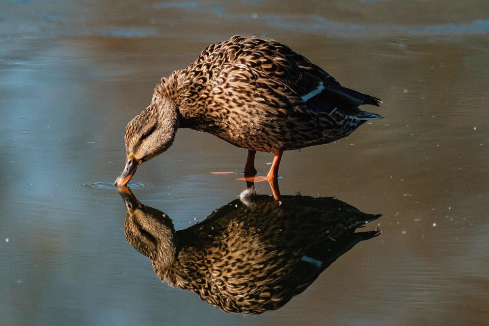 A duck takes a drink of water, Tuesday, Feb. 20 at the Tuscora Park Pond in New Philadelphia.