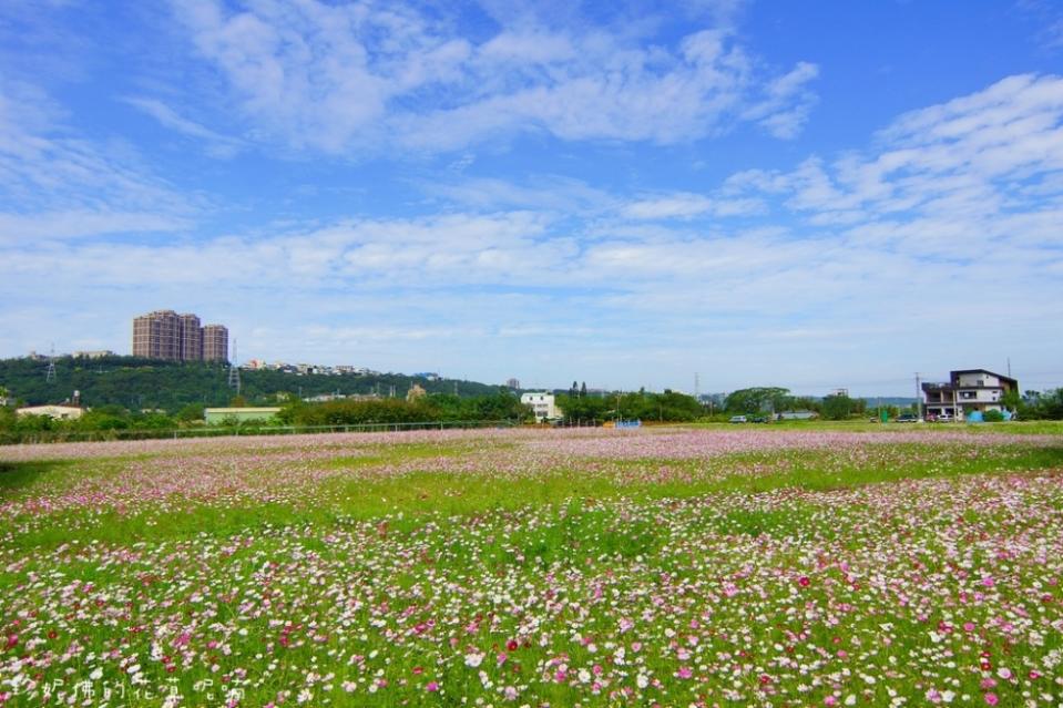 【2016桃園花彩節大溪場】百頃花田繽紛綻放！2016/11/12~2016/11/20