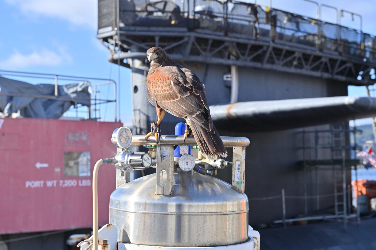 A Harris’s hawk from Kennewick-based Inka Falcon bird abatement services stands guard beside the ballistic-missile submarine USS Alabama at the Delta pier of Trident Refit Facility Bangor. The hawks were brought in by the Navy to assist with the worsening problem of gull poop on subs, facilities and the workers of the facility, known as TRF.